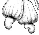 Right Logo